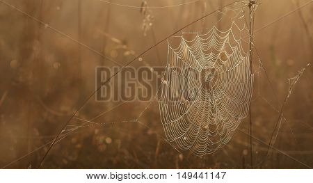Spider web on dried grass awaits a victim