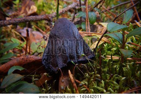 Rotten Mushroom, Fungus, Grew In Moss, Autumn