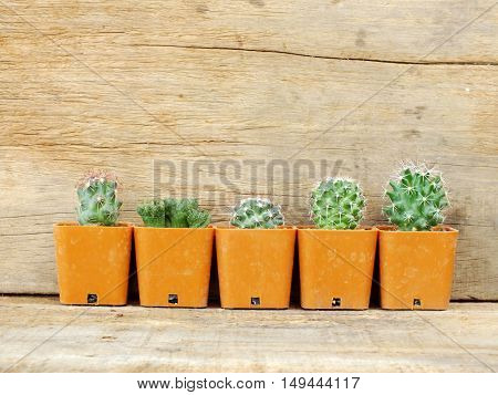group of cactus plants on wooden background