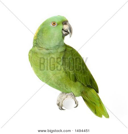 Gelb-Primatenart Amazon - Amazona Auropalliata