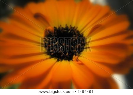 Bloem