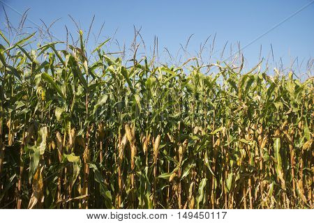 Corn field in Ponikva town near Celje, Slovenia