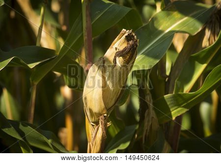 Corn field in Ponikva town near Celje, Slovenia