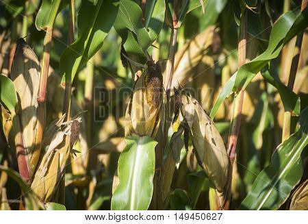 Corn field in Ponikva town near Celje, Slovenia