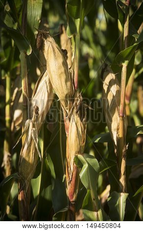 Corn field in Ponikva town near Celje, Slovenia