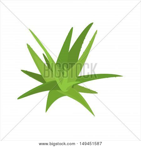 Vector illustration aloe vera isolated on white background. Green plant. Houseplant