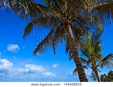 Picturesque Coast Diani