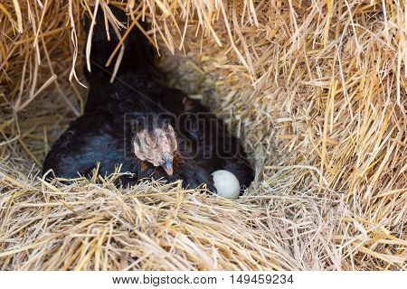 hen laying eggs on her nest in farm
