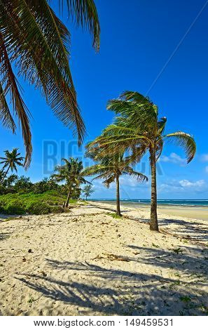 Picturesque Coast Diani