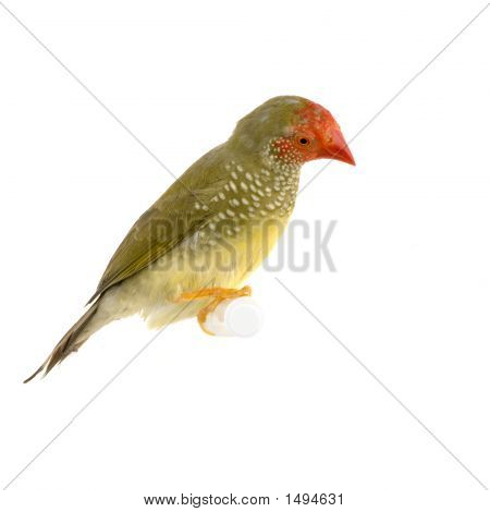 Ruficauda