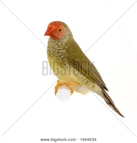 Ruficauda