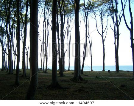 Orman