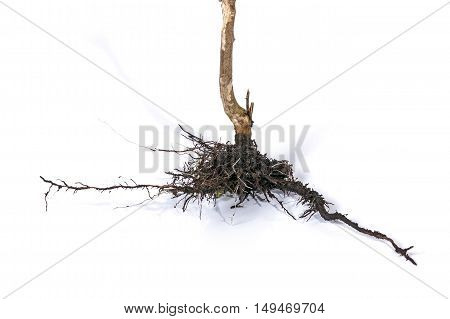 Dry Dead Plant Stem And Underground Roots And Soil