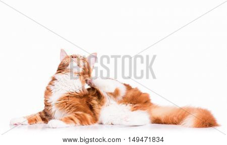 Portrait of domestic red  Maine Coon kitten - 8 months old. Cute young cat lying down and scratching ear. Adorable orange striped kitty isolated on white background.