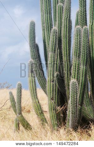 Yatu cactus found in the dessert area of Aruba.