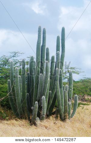 Large yatu cactus on the island of Aruba.
