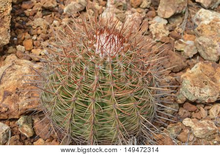 Round cactus growing out of the lava rocks.
