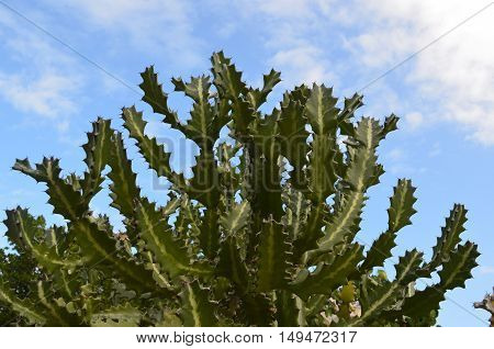 Cactus growing in the wilds of Aruba.