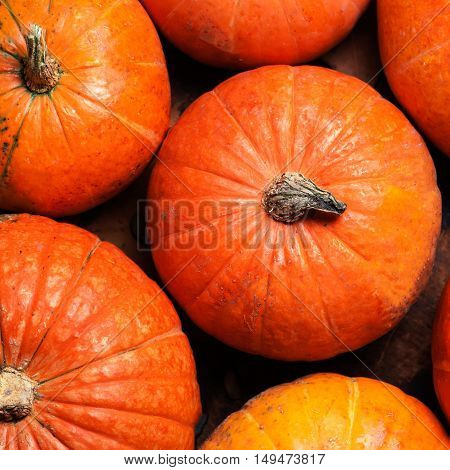 Autumn Pumpkin Thanksgiving Background - orange pumpkins wall paper