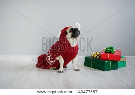 The amusing doggy of breed a pug is dressed by a holiday in a red-white suit of a reindeer. She sits next to the gifts in bright packaging. Merry Christmas. Happy New Year.