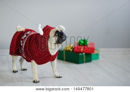 Amusing doggy of breed a pug is dressed by a holiday in suit of a reindeer. She stands next to the gifts in bright packaging. Clever animal looks into camera sad eyes. Merry Christmas. Happy New Year
