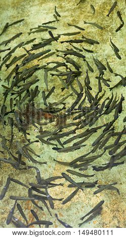 Trout Farm at Ribeiro Frio. Young trouts cicleing in their pool wainting for breeding and growing