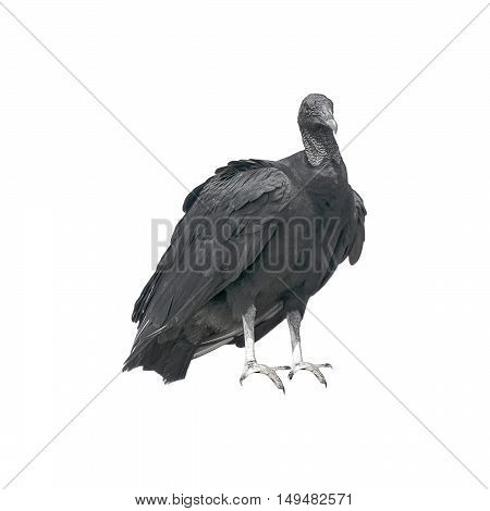 Isolated coragyps atratus black bird against white background