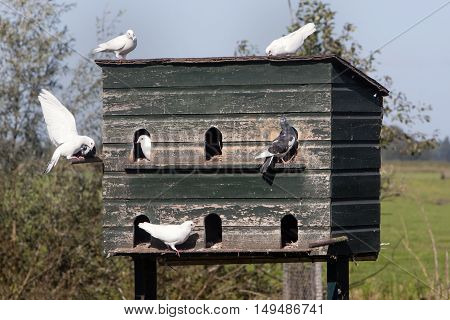 Dovecote and pigeons in love in the countryside