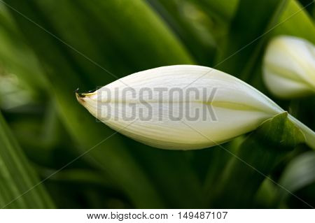 White St Christopher Lily Crinum jagus Fort Myers Florida