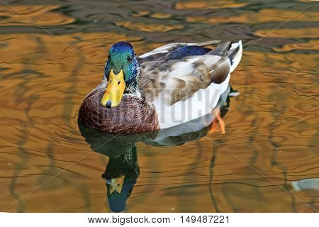 Mallard in the green water in the city park, green area, the birds in cite