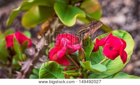 Oriental garden lizard on Red Euphorbia Beautiful Flower in Thailand