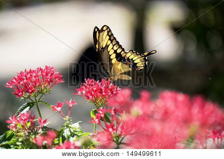 Yellow tigerswallowrail butterfly on pink flowers in the garden