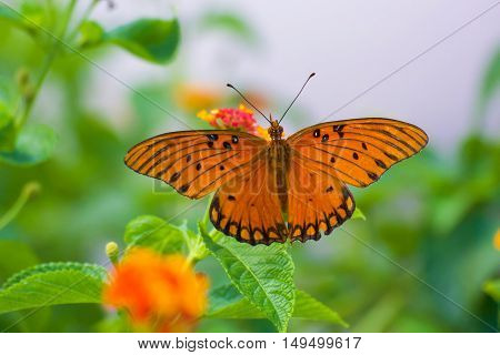 Gulf fritillary butterfly in the garden with blurry background