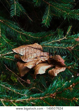 Wizened walnut leafs on the pine tree