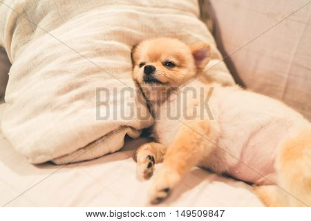 Cute pomeranian dog sleeping on pillow on bed with copy space
