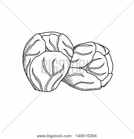 Vector hand drawn brussels sprouts cabbage. Organic food doodle vector illustrations isolated on white background.