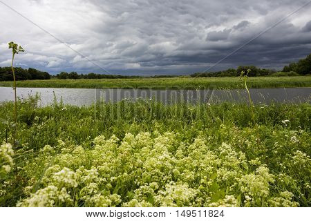 Forest meadow with white flowers before the rain