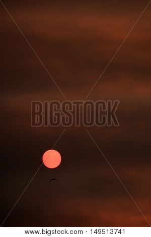 Bird flying over orange sun over a red sky