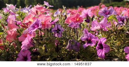 Fiori petunie