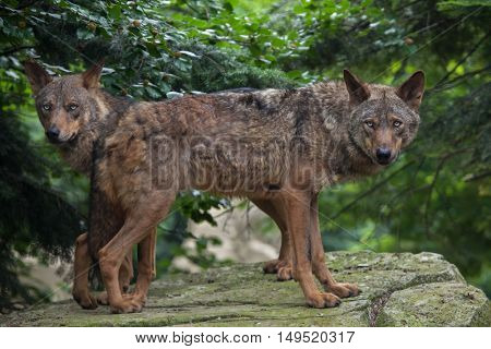 Iberian wolf (Canis lupus signatus). Wildlife animal. 