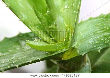 Aloe Vera leaves with water drops close up