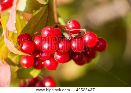 Ripe berries of Viburnum lighted autumn sun