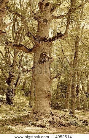 Sant Antonio woods in Pescocostanzo - Italy