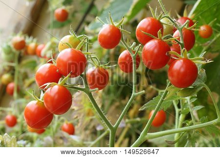 Fresh ripe cherry tomatoes in a greenhouse