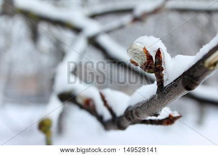 Snow-covered tree branch with a bud closeup