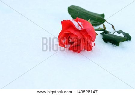 Red rose on snow background, present for Valentines Day