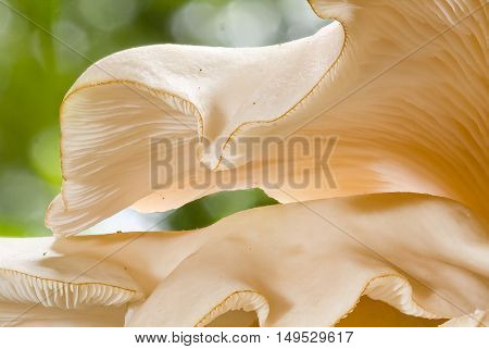 Fungus viewed from below, showing the lamellae and folded outline against a natural green blurred background.