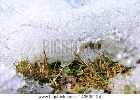 Spring melting ice on the ground. Grass sprouts under the melting ice. Earth day.