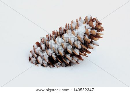 fir-cone on the snow, single fir cone with white background