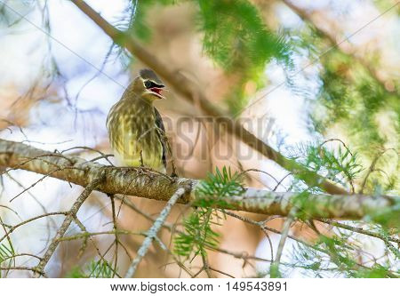 The yellow band on the end of the tail is narrower in juveniles than in adults, and juveniles lack the red, waxy wing tips. Juvenile cedar waxwings have little or no black around the eyes or throat